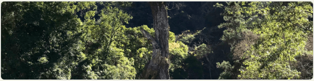 交大台北校友會115年10月登山活動- 四獸山縱走